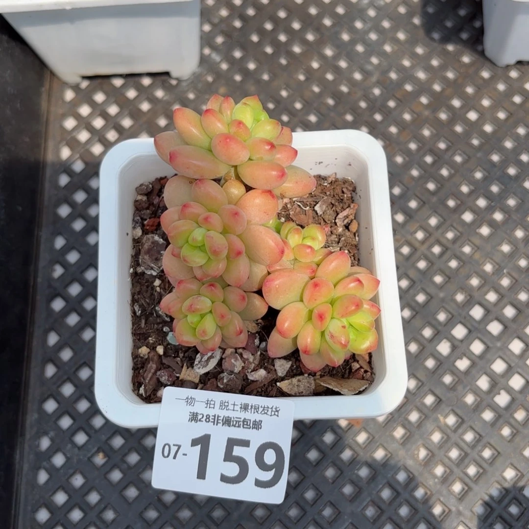 香格里拉老桩多肉多肉