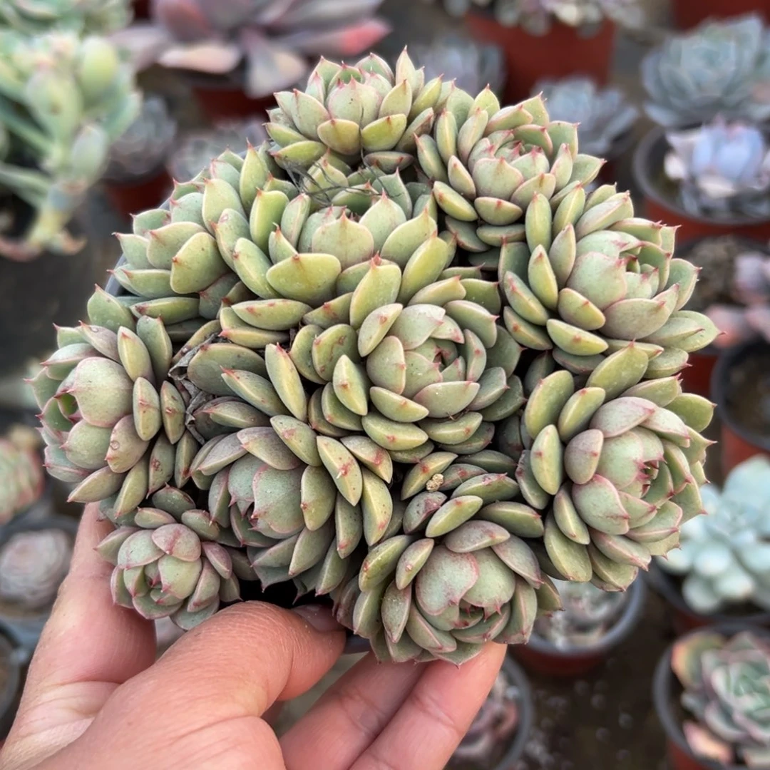 多肉植物多肉植物