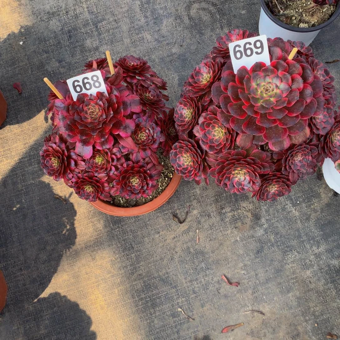 红金刚669美肌668法师多肉