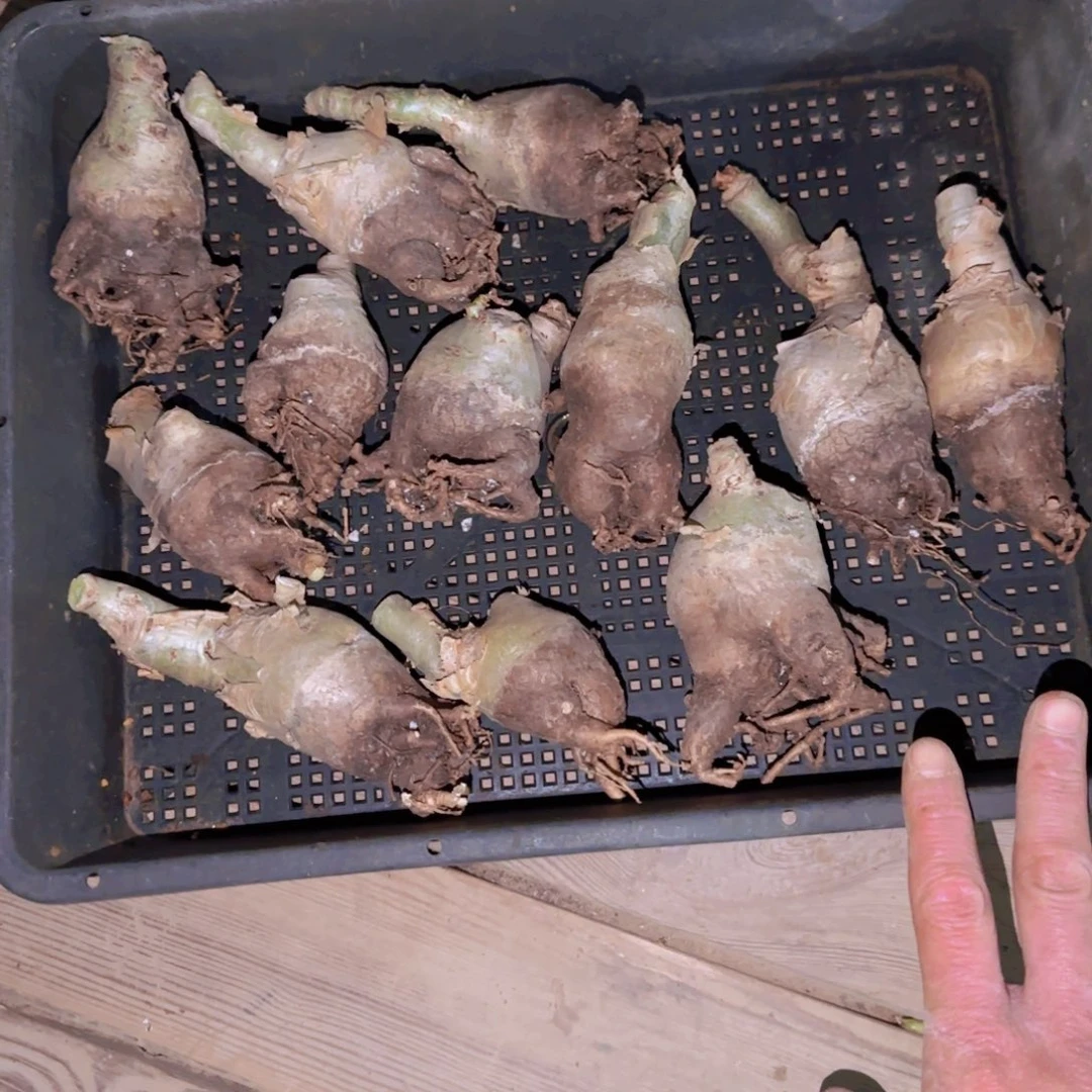 块根植物块根植物块根植物