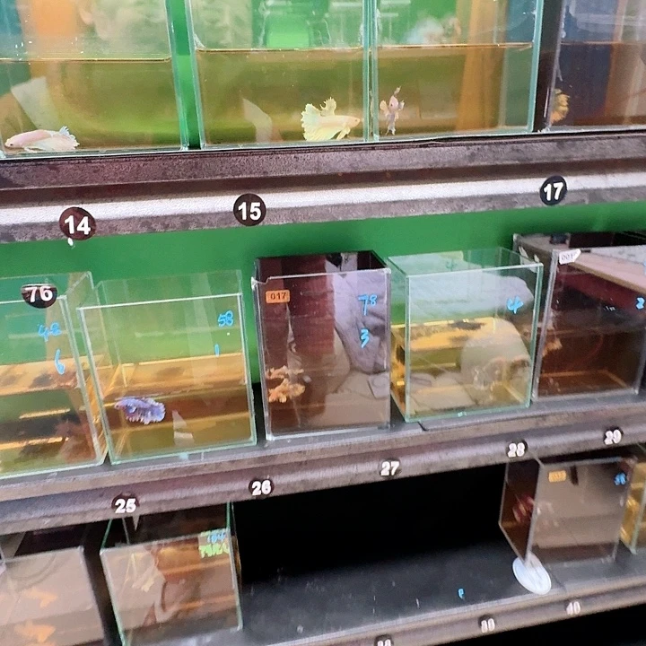 米***）海水鱼福利98米6只