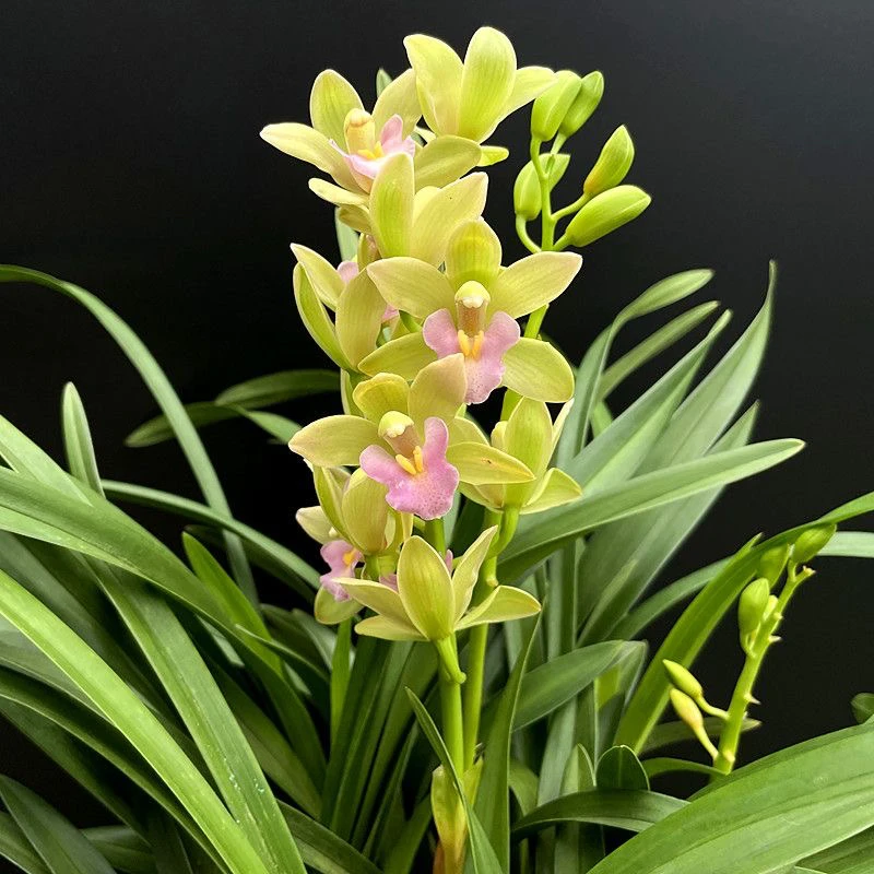 【浓香型】香兰 自家兰棚养植