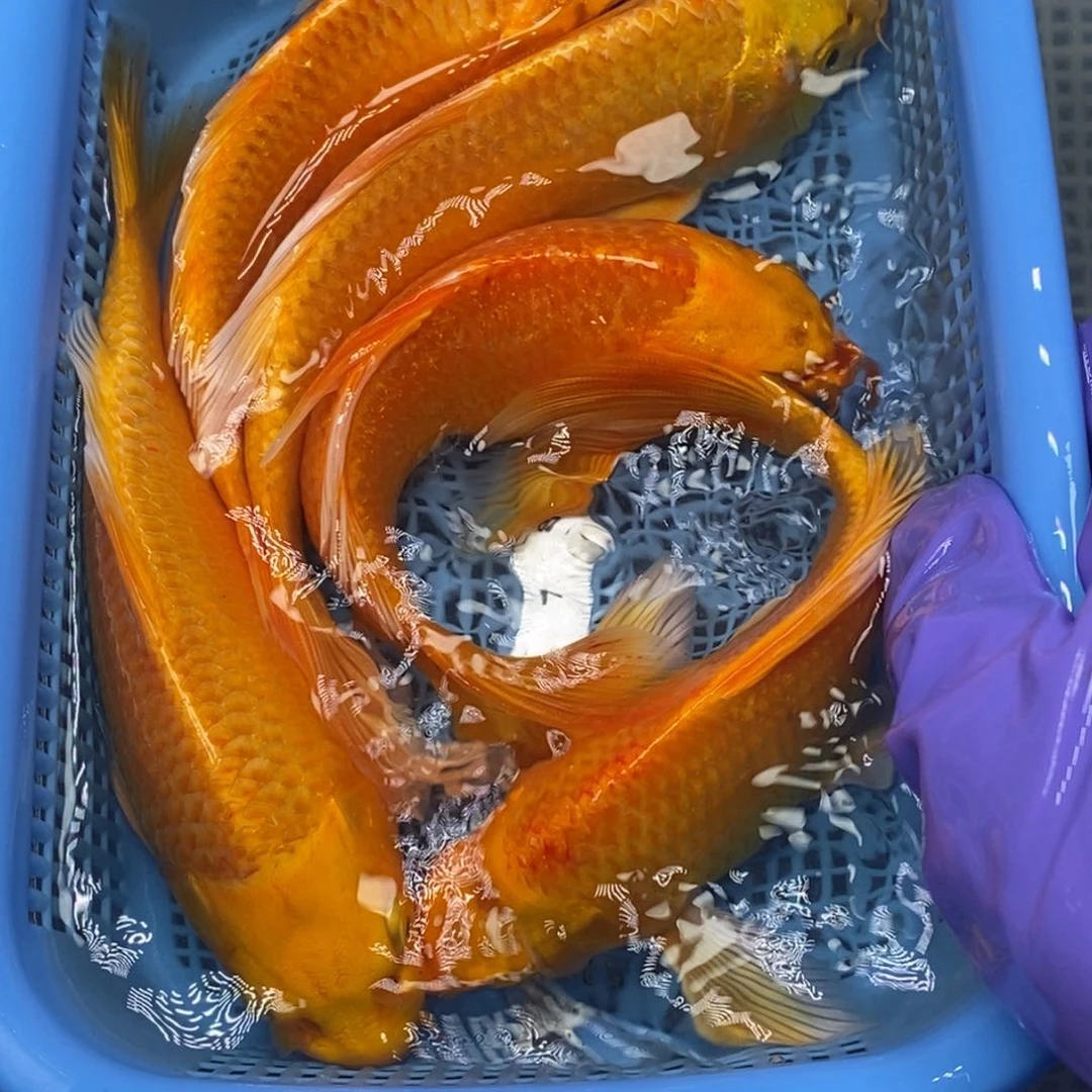 锦鲤冷水锦鲤包邮