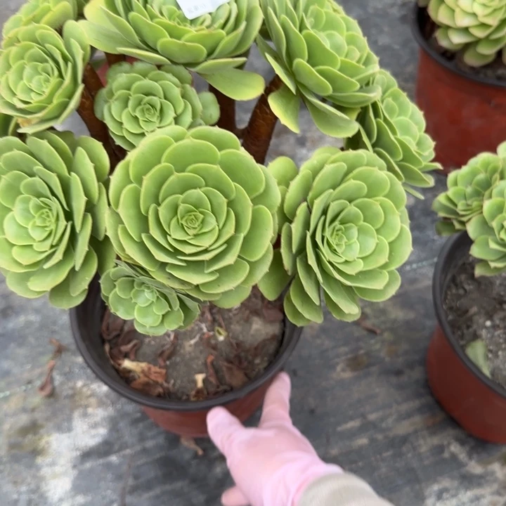 骐***狼多肉植物提取精华876