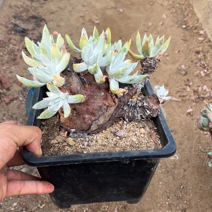 56号苹果叶雪山多肉植物
