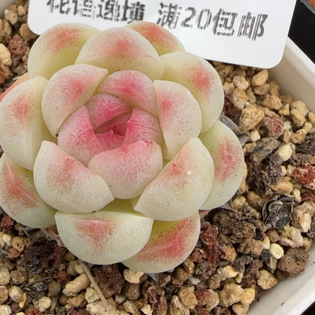 花语逸境0209-200