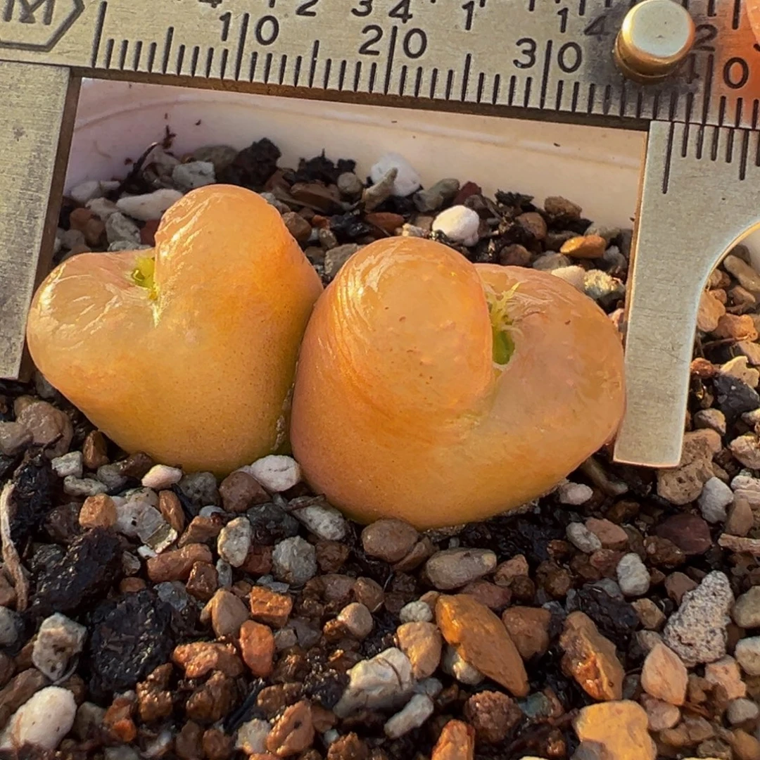 特价母本桔桃多肉植物