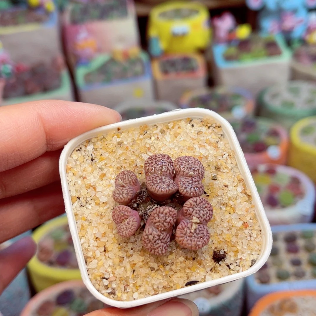 119。88858588888888