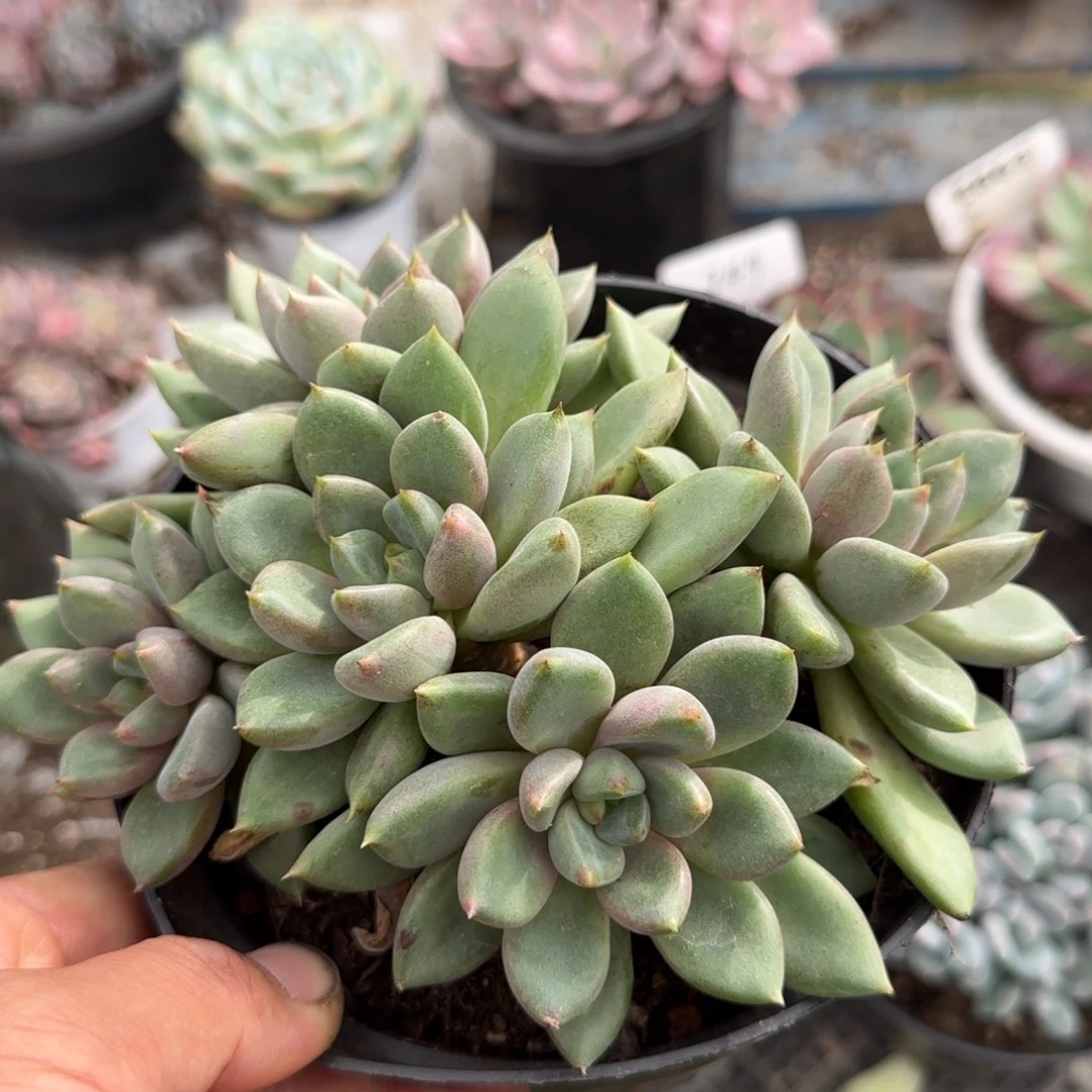 红象牙惊鸿一物一拍包装收缩花旱