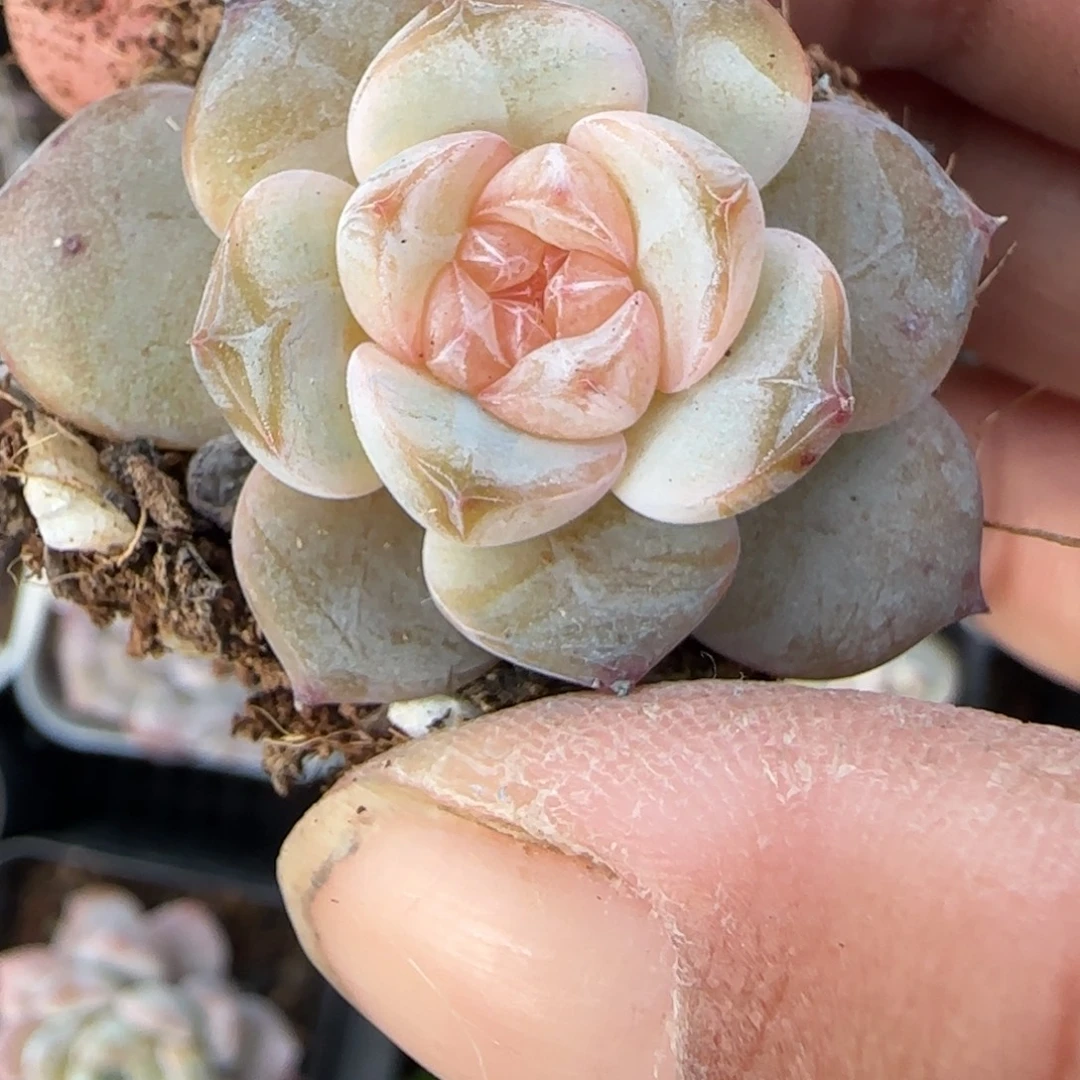 小卡拉米糖心一物一拍