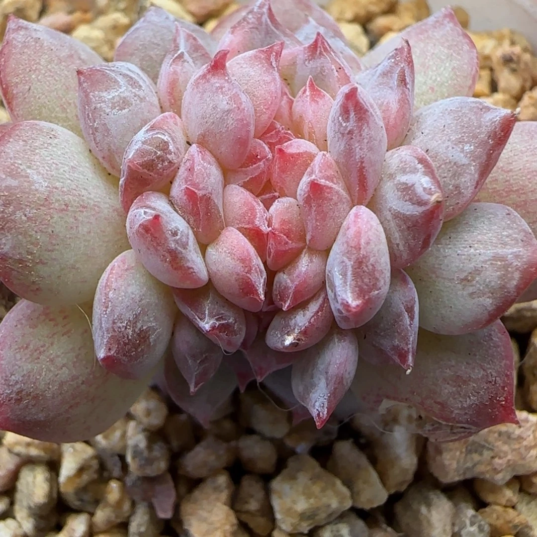 【满29包邮非偏远】238三公分糖心缀