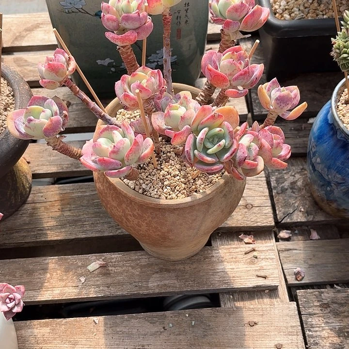 多肉植物，白月光