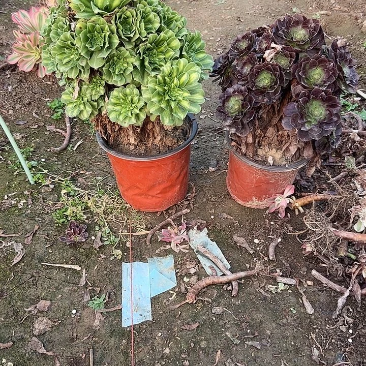 一单包邮不包侧枝15