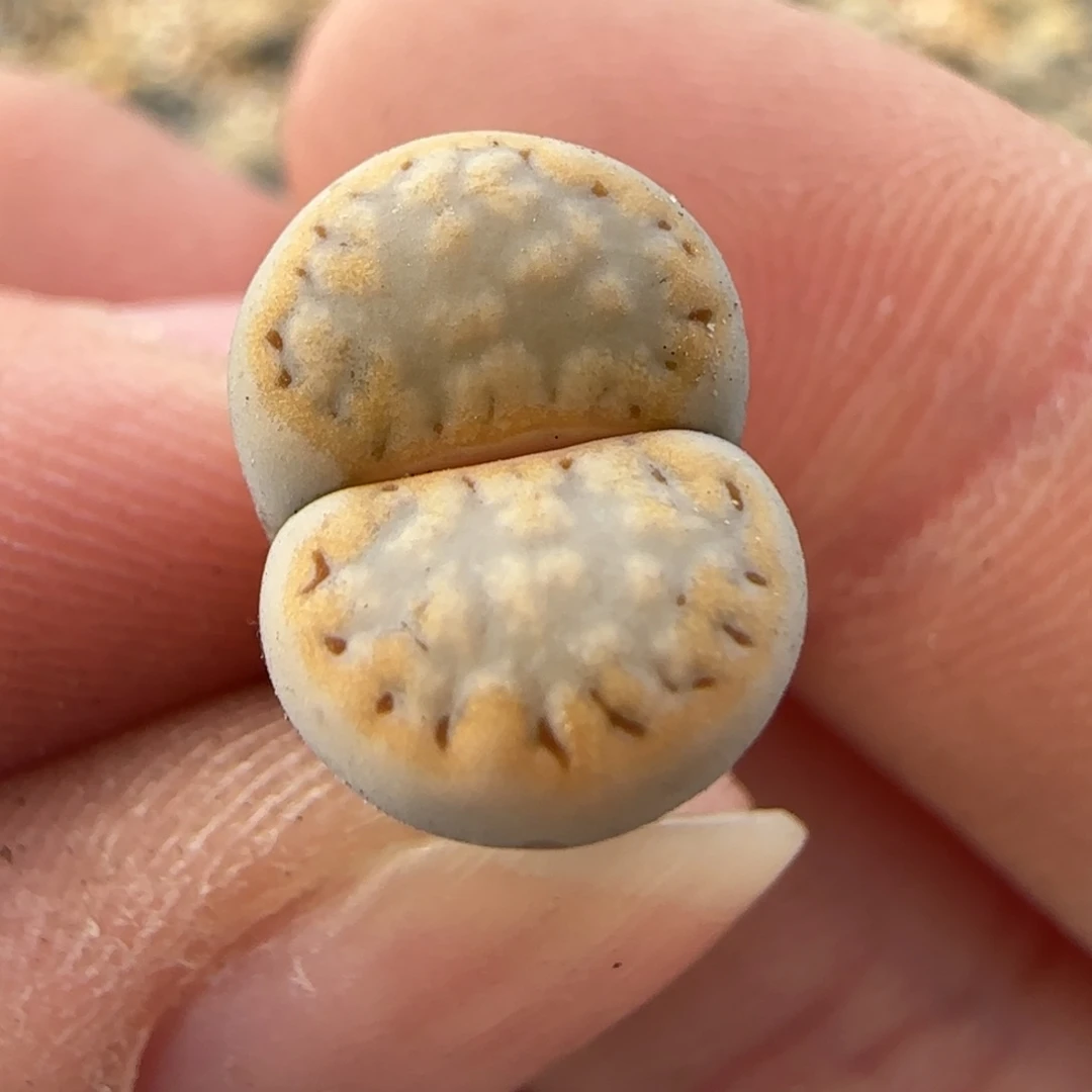 11.16。萌肉c216饼干福利。8025