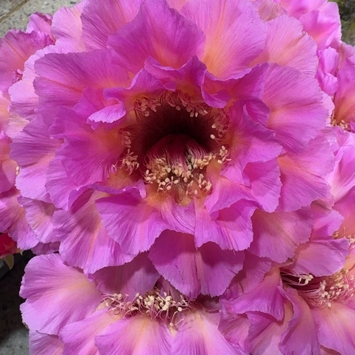 204彩草国色歪4公分左右无根侧牙，20包邮