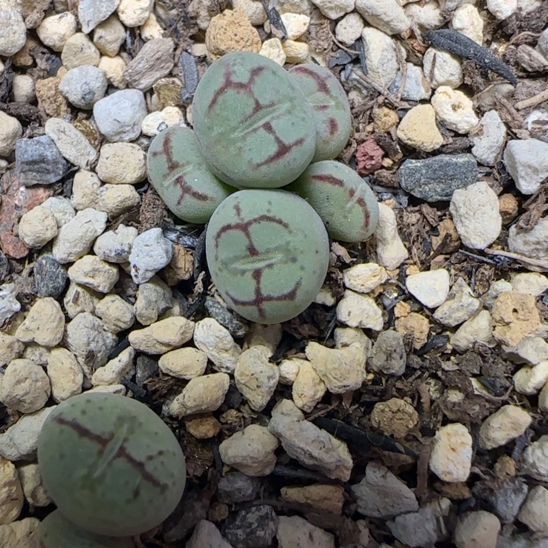 1527多肉植物一颗