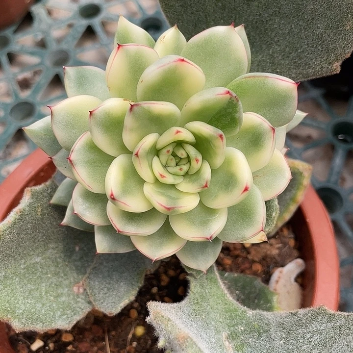 阿诗娜锦。锦龙一物一拍