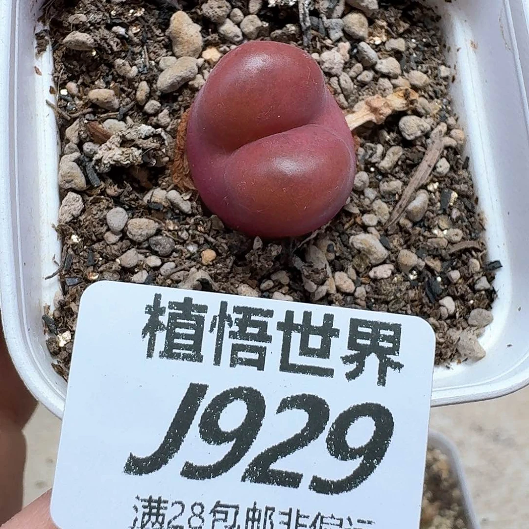 多肉植物的润泽额多肉植物