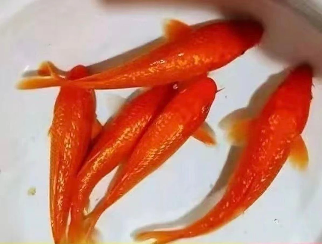 五福临门5条红（共5条）活体鱼 观赏鱼 冷水鱼 萌宠好养10-14cm