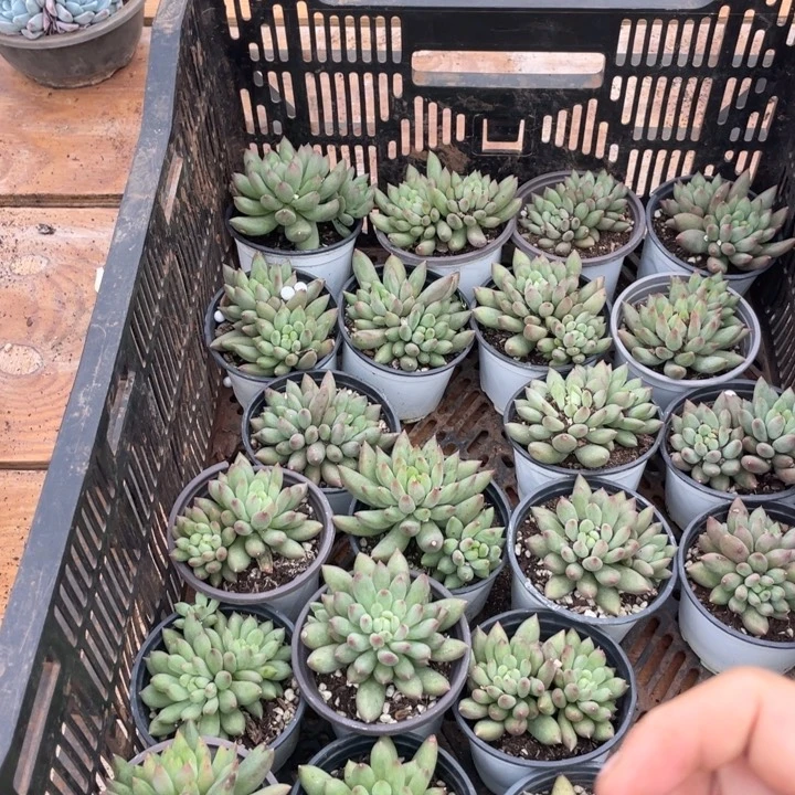 哈哈哈哈哈哈哈哈哈哈惊鸿