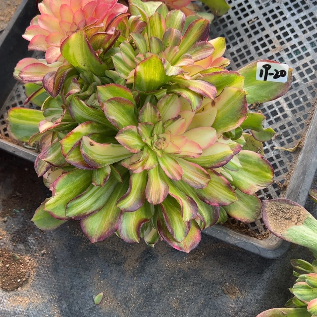 20流星雨多肉植物山东发