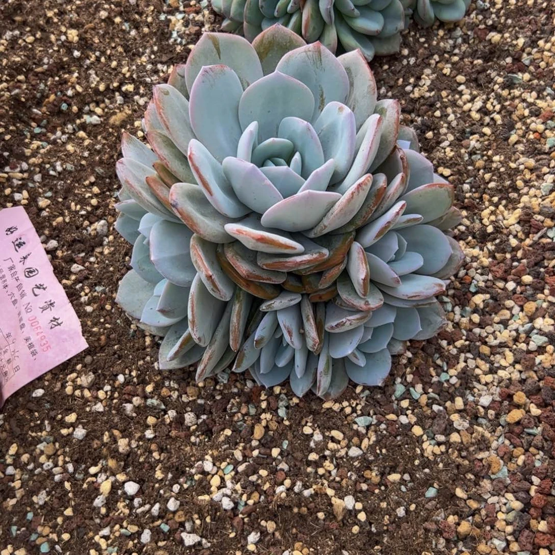 *****奶茶群生多肉植物