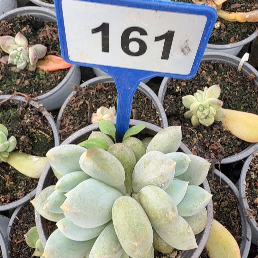 哥特一物一拍161.