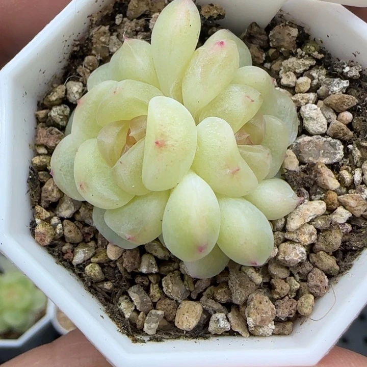 680号甜咕咕晗雨多肉