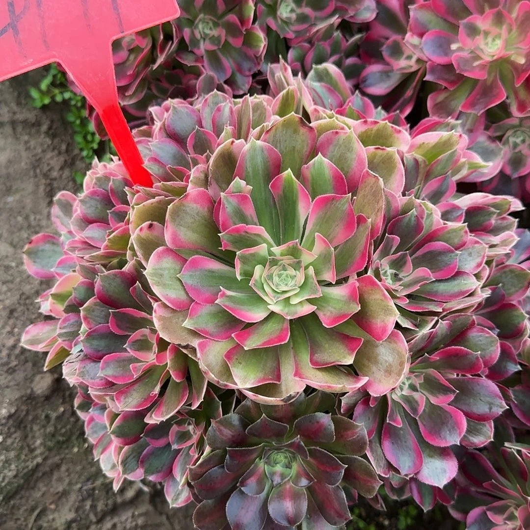 4171女郎多肉法师