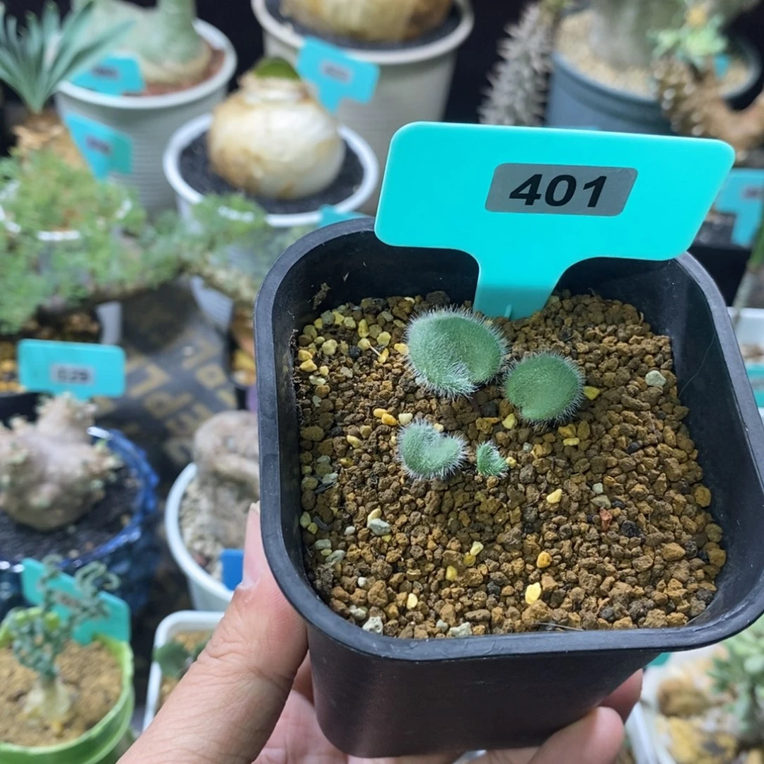 毛爱心产地多肉植物