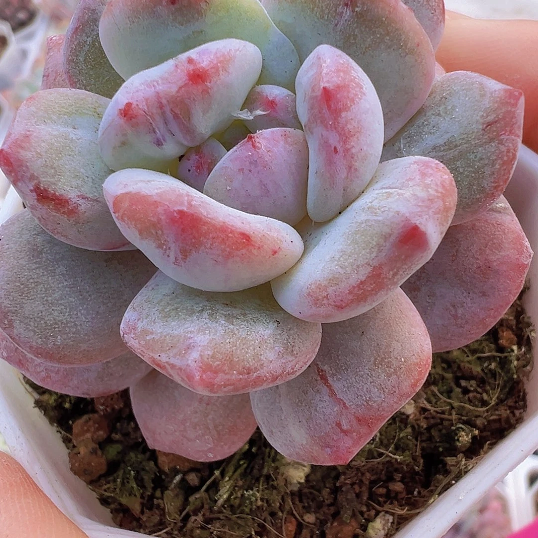 橙子石化19包邮多肉则