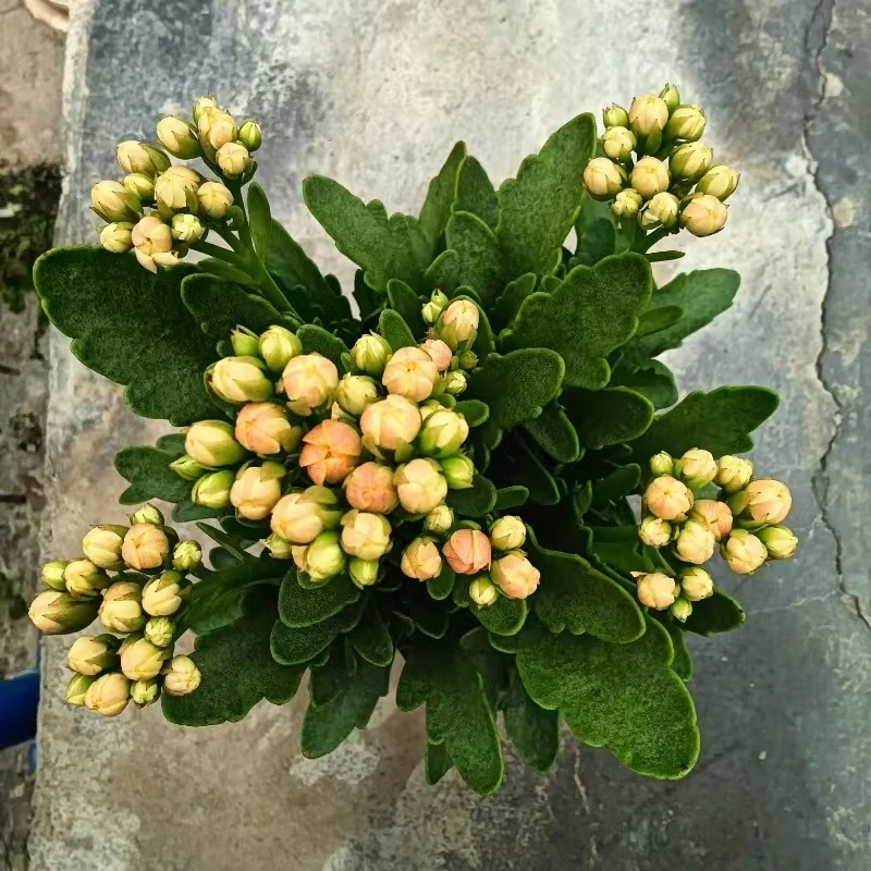 【洛桑】长寿花稀有品种110盆大花苞