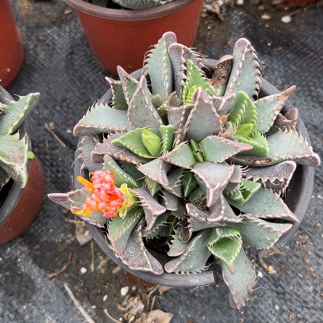 多肉植物怒涛开花