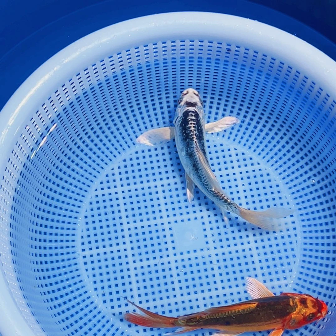 锦鲤锦鲤观赏鱼11111