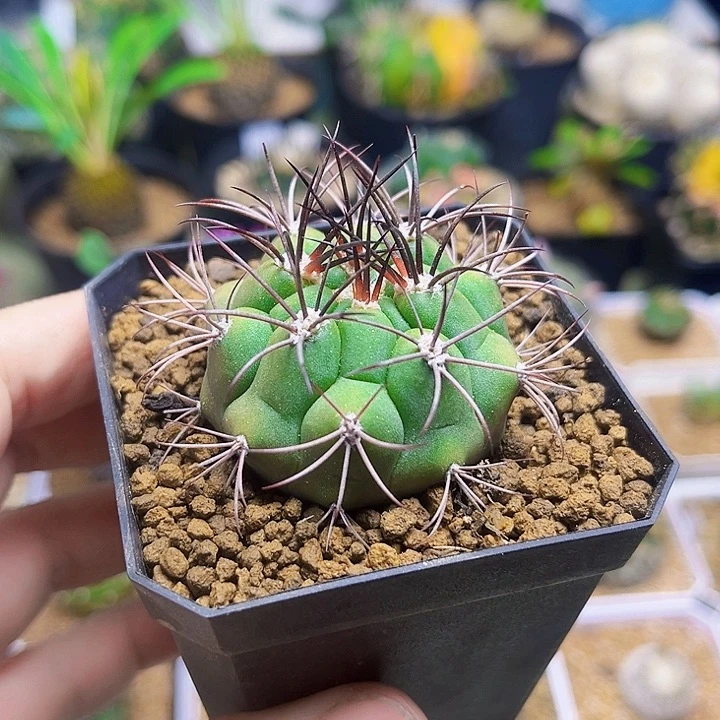 足球绯绣玉一颗4.4公分