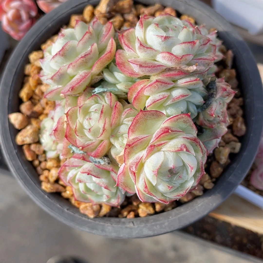 优选白底蕾丝边女王多肉1930