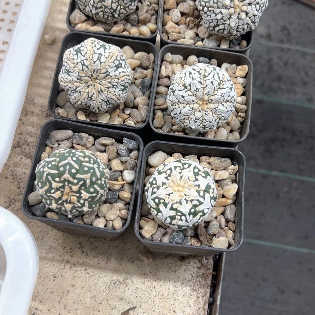 福利V兜仙人球多肉植物