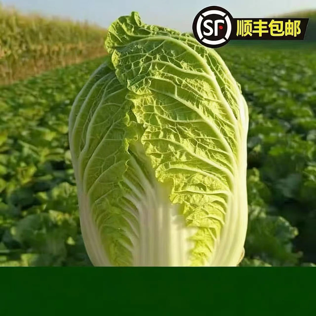 苏北露天大白菜现摘现发鲜甜脆嫩