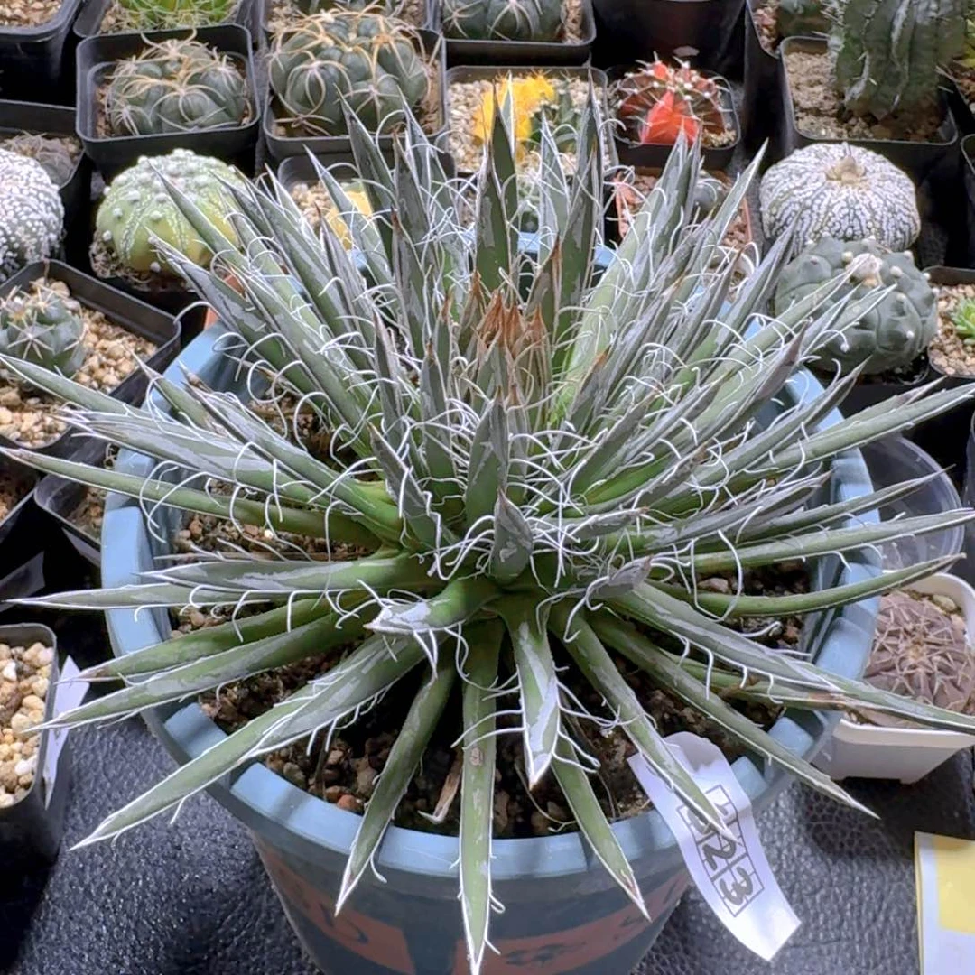 623树冰龙舌兰脱土发货