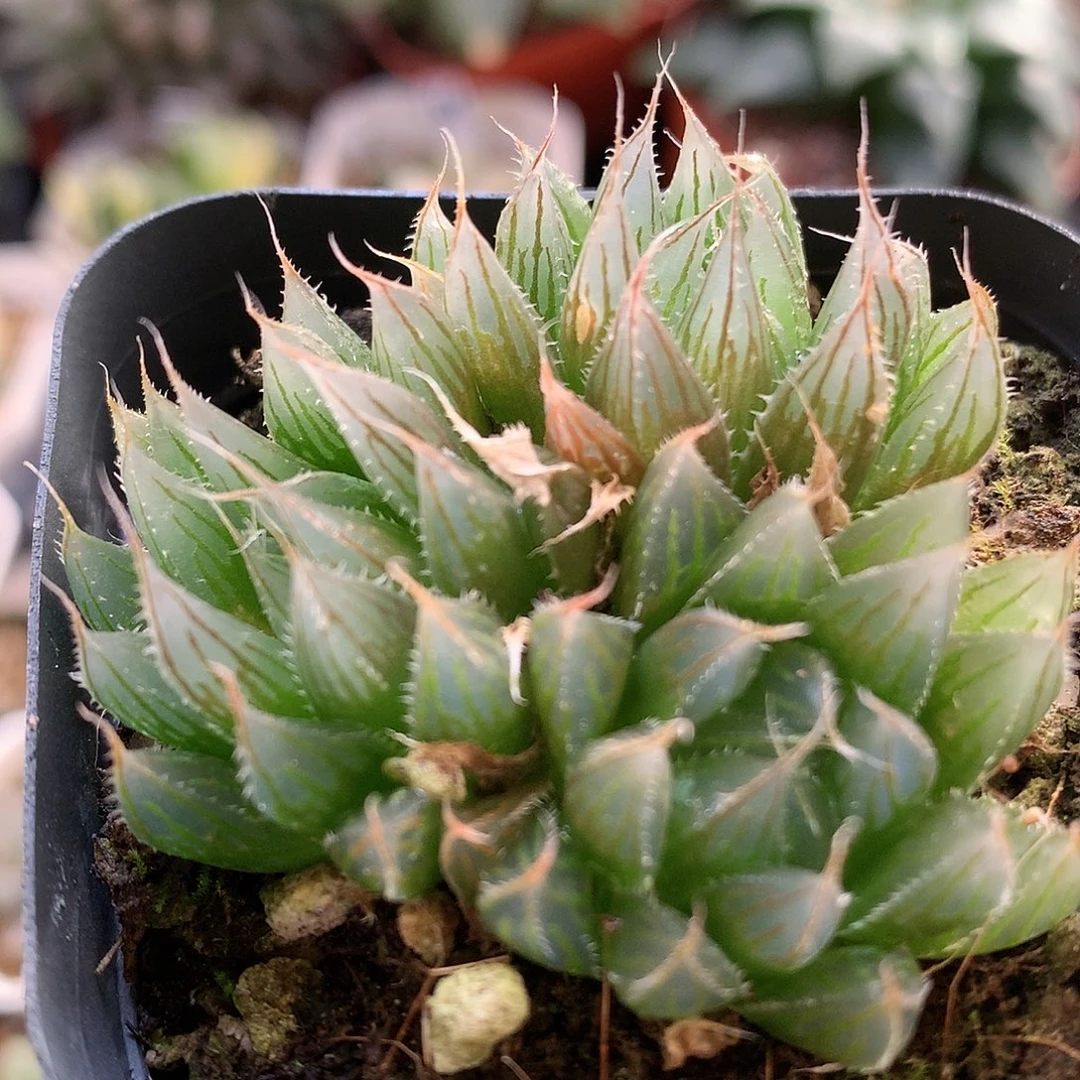 大卫针管玉露带盆土发货