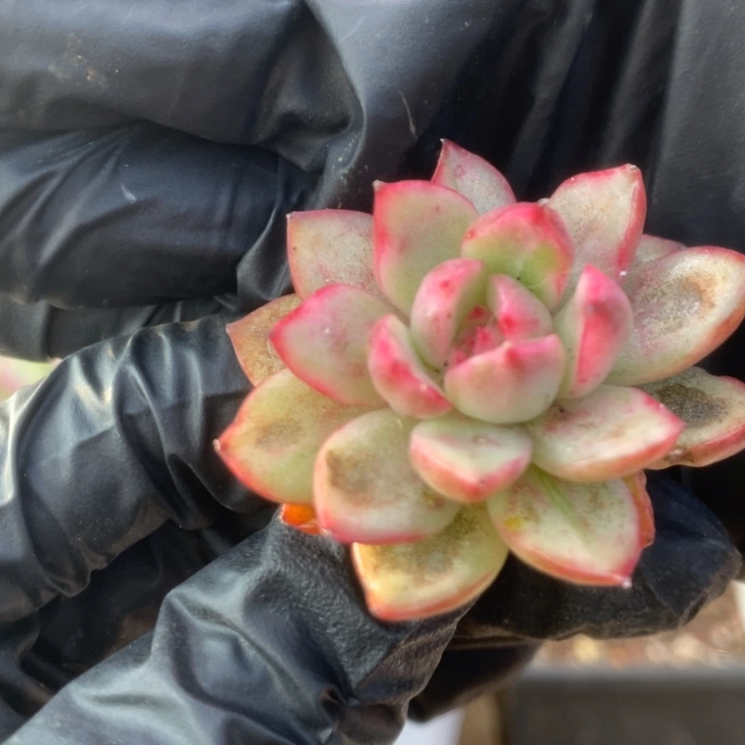 27粉雪山侧芽锦锦锦锦