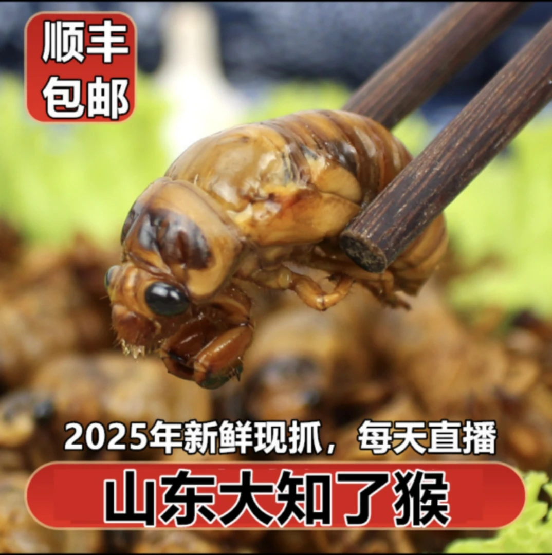 25年山东新鲜知了猴活体速冻现抓爬叉顺丰冷链包邮发货