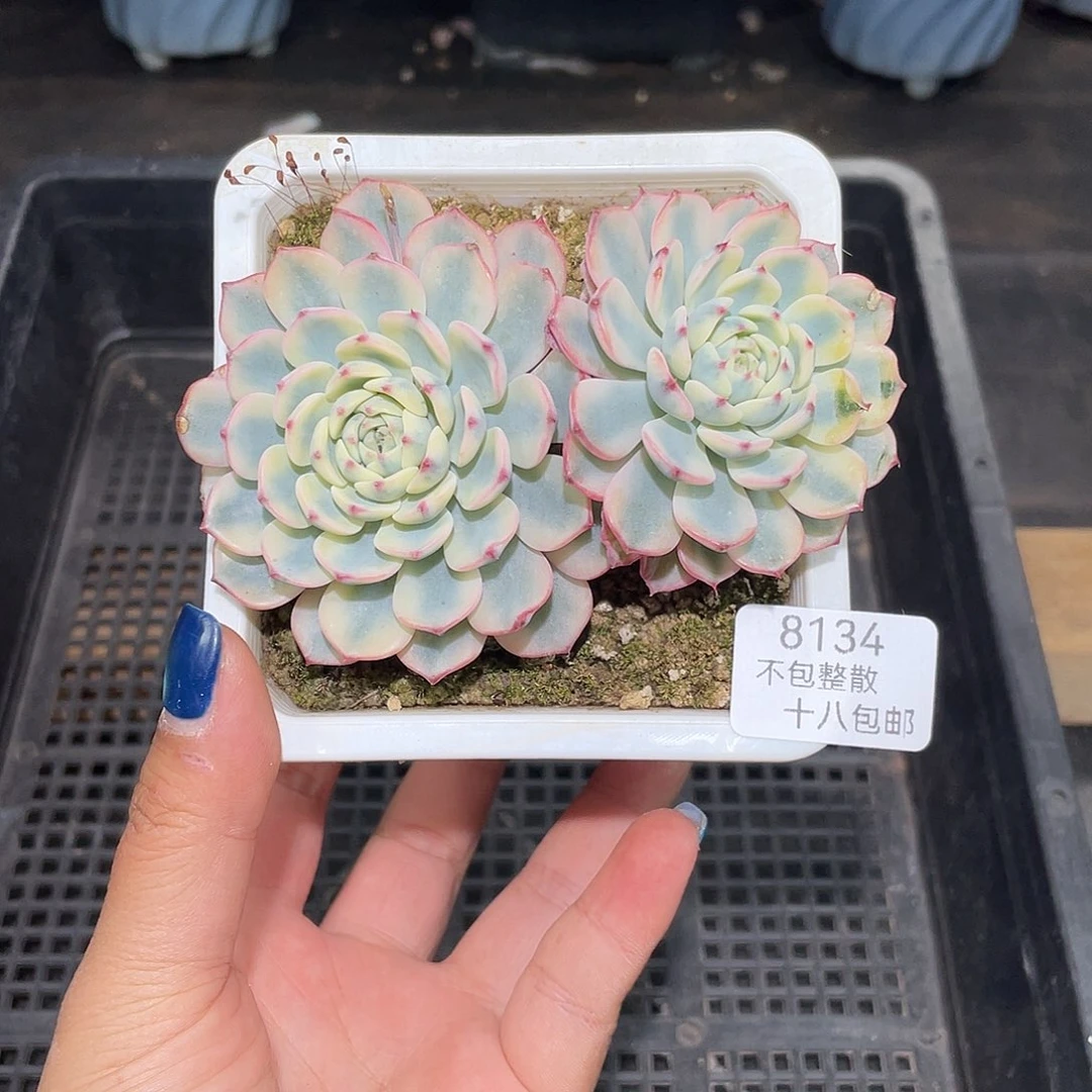 8134。 姬莲锦。