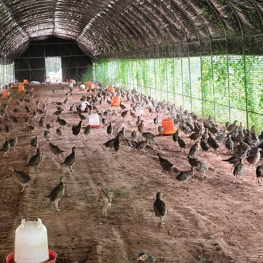 小七彩山鸡4只  七彩山鸡