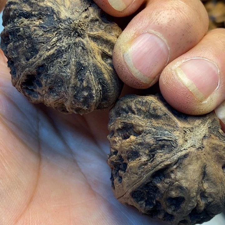 文玩核桃吊坠娜姐129