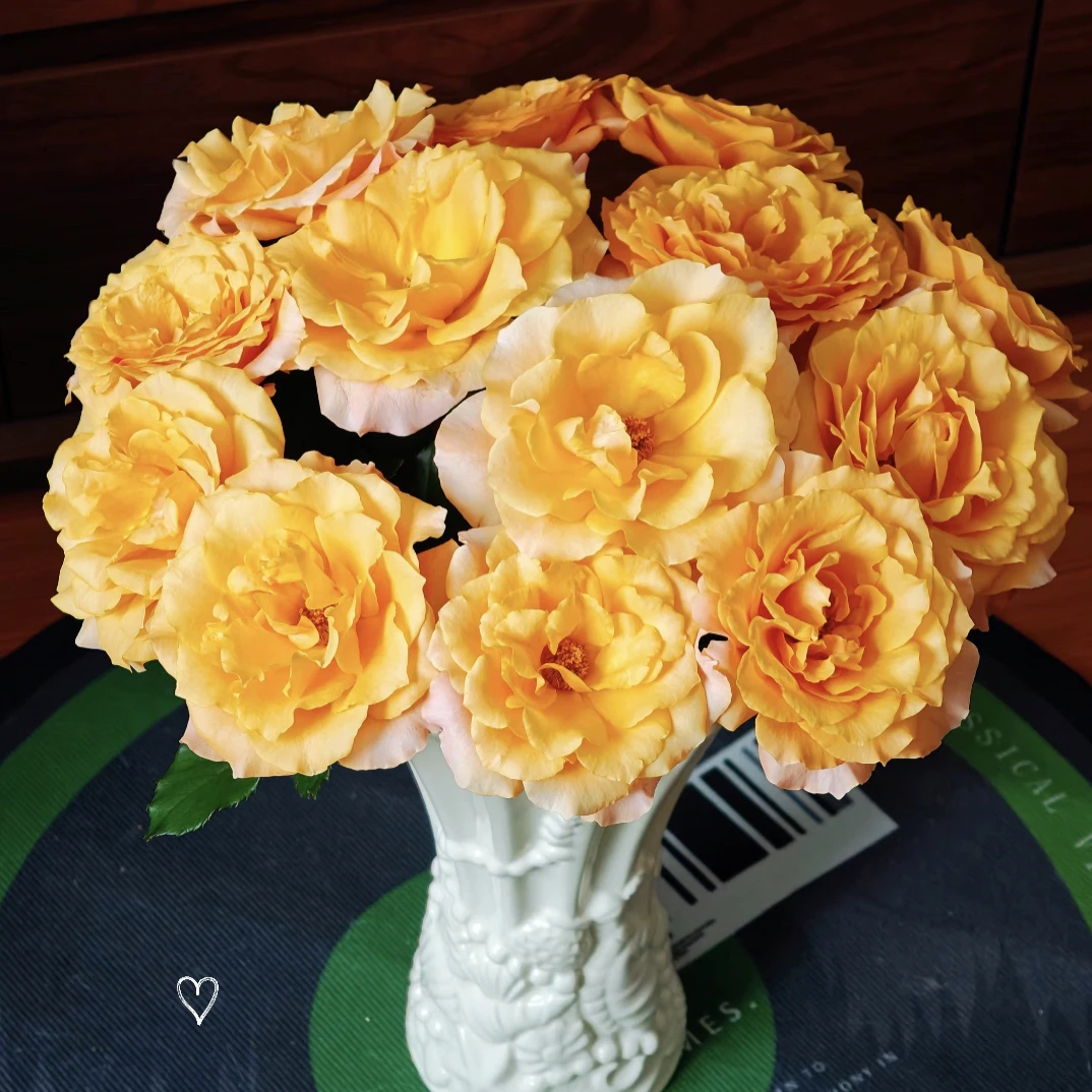 【九里花田】迪瑞特单头玫瑰破晓-基地直发-两单发顺丰