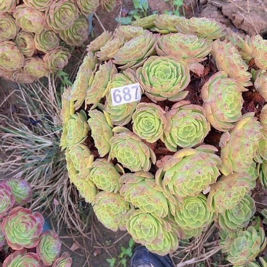 舞***心多肉植物一个沙拉碗