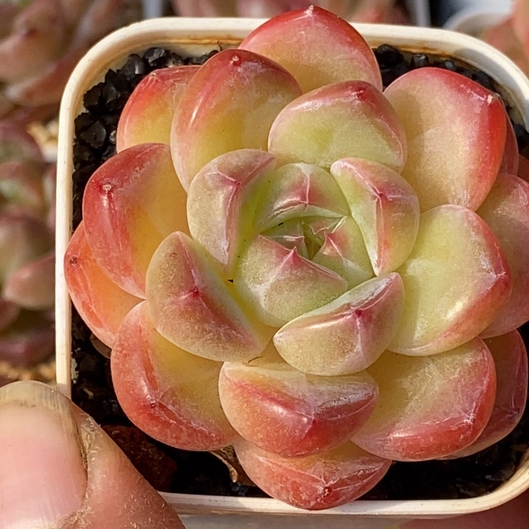 天官赐福百无禁忌