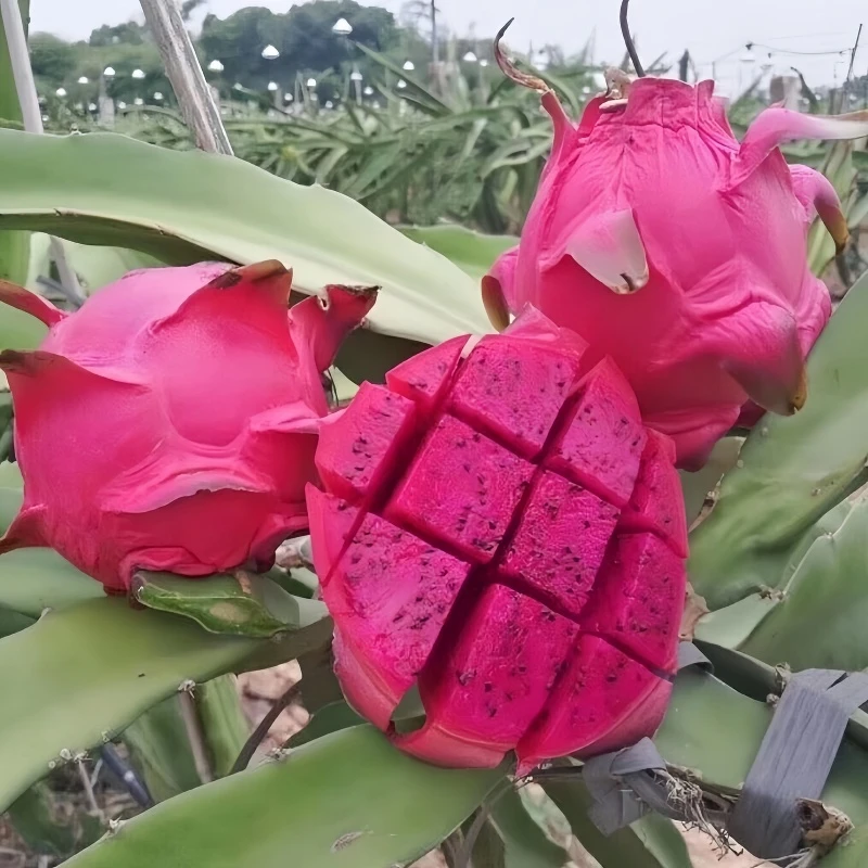 正宗广西金都一号红心火龙果超甜应季新鲜水果整箱批发