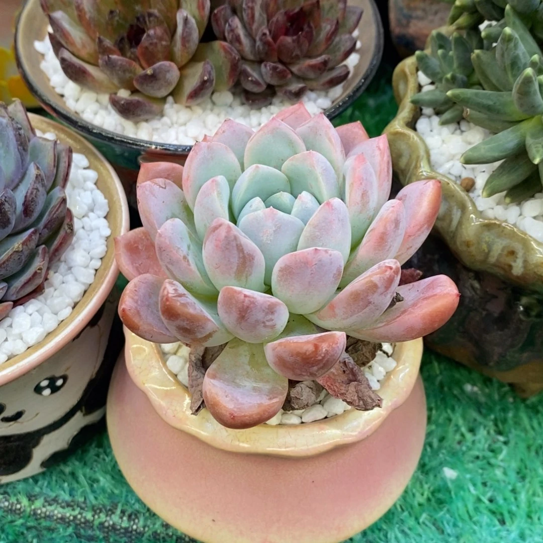 昊**气正气奶昔冬云带盆多肉植物盆栽